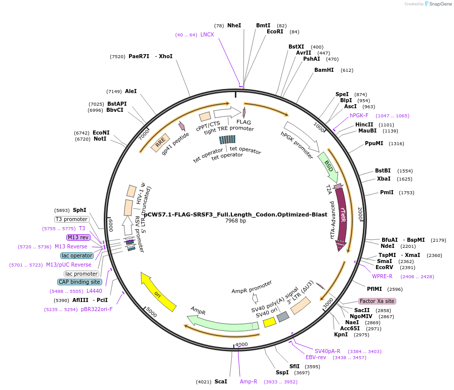 171951-plasmid-map-sequence-id-338270