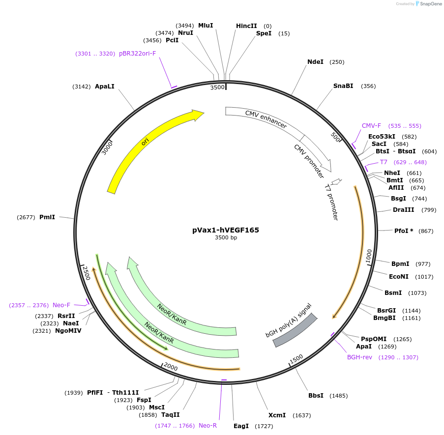 74466-plasmid-map-sequence-id-338271
