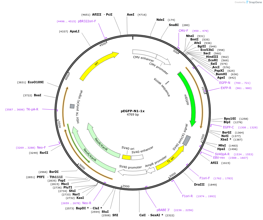 172281-plasmid-map-sequence-id-338275