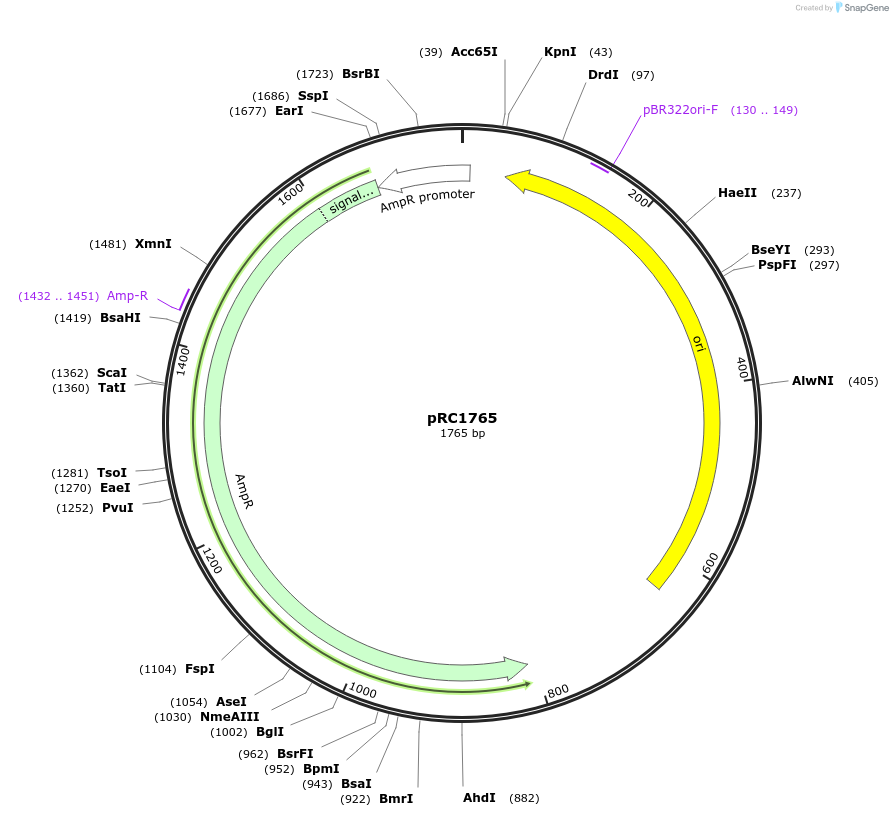 141346-plasmid-map-sequence-id-338281