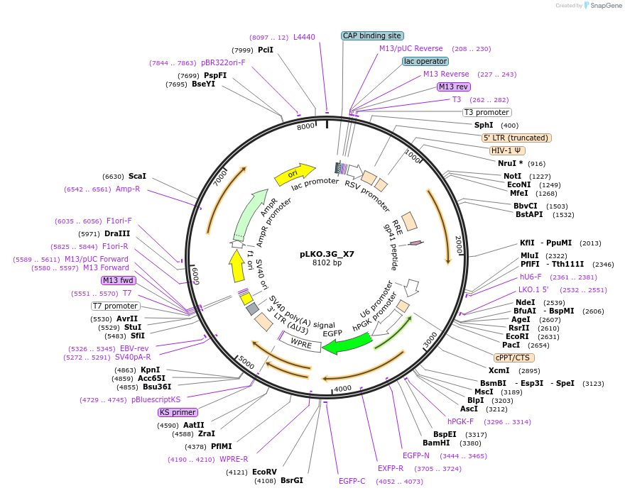 171213-plasmid-map-sequence-id-338282