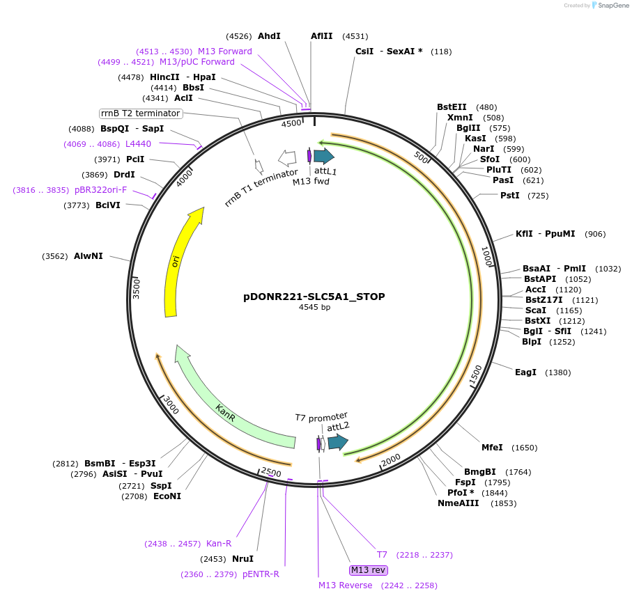 161359-plasmid-map-sequence-id-338286