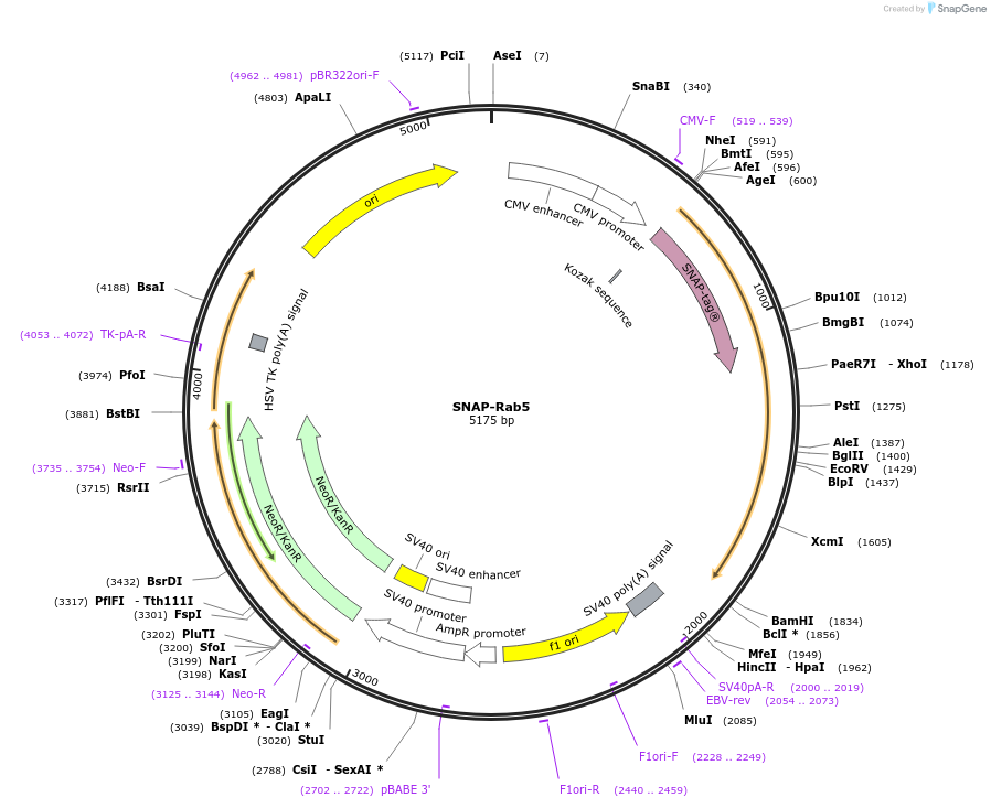 169069-plasmid-map-sequence-id-338305