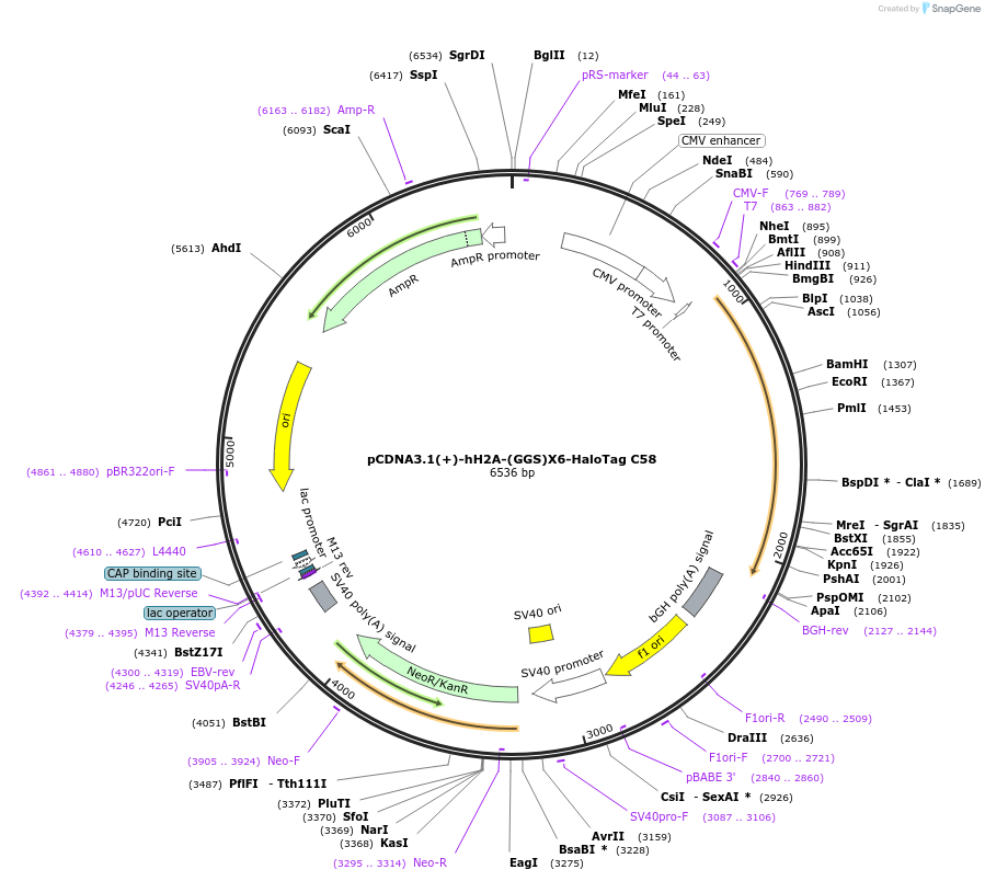 171431-plasmid-map-sequence-id-338322