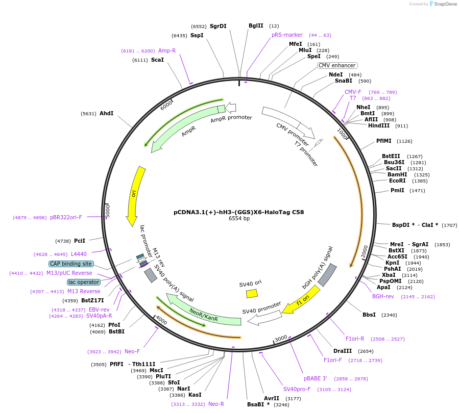 171432-plasmid-map-sequence-id-338324