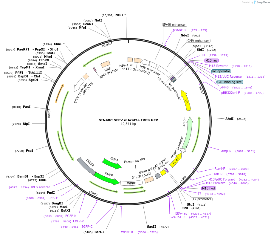 169309-plasmid-map-sequence-id-338326