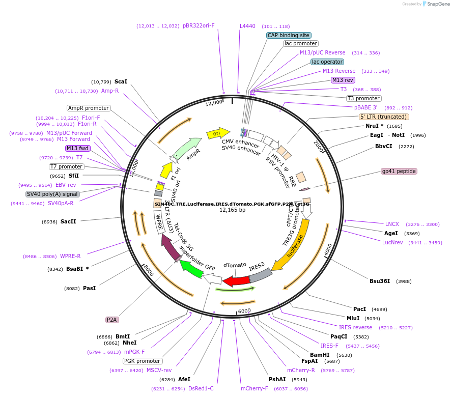 169317-plasmid-map-sequence-id-338330