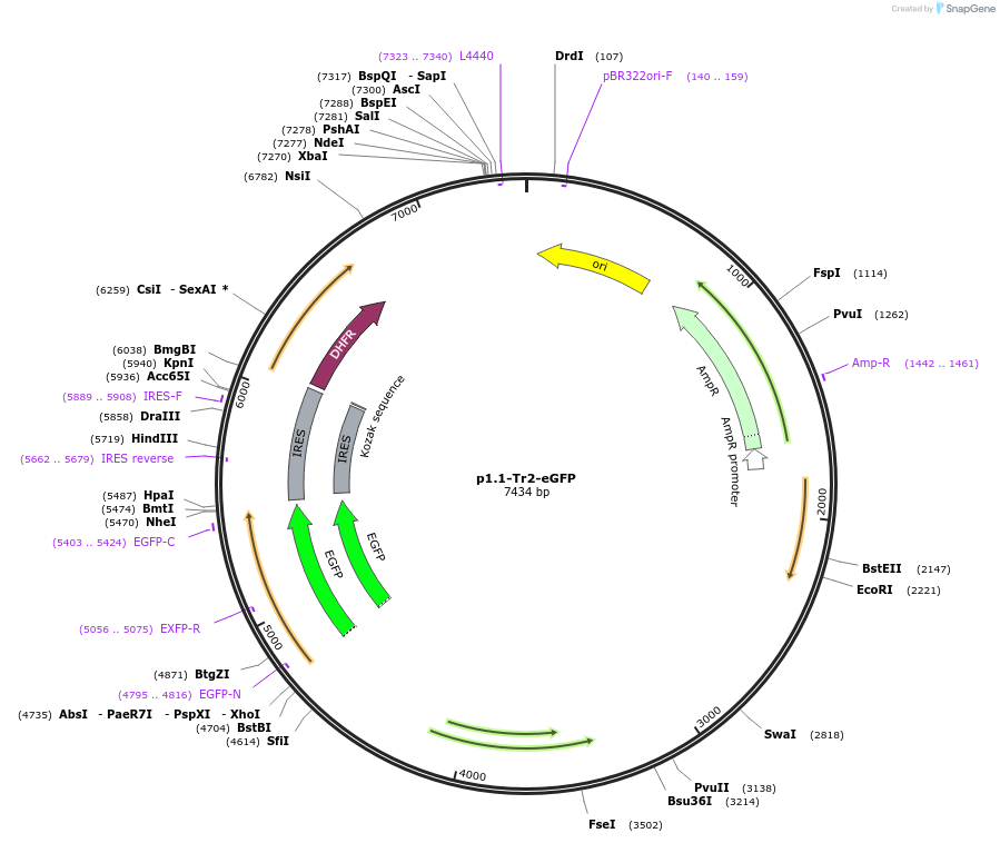 162782-plasmid-map-sequence-id-338334