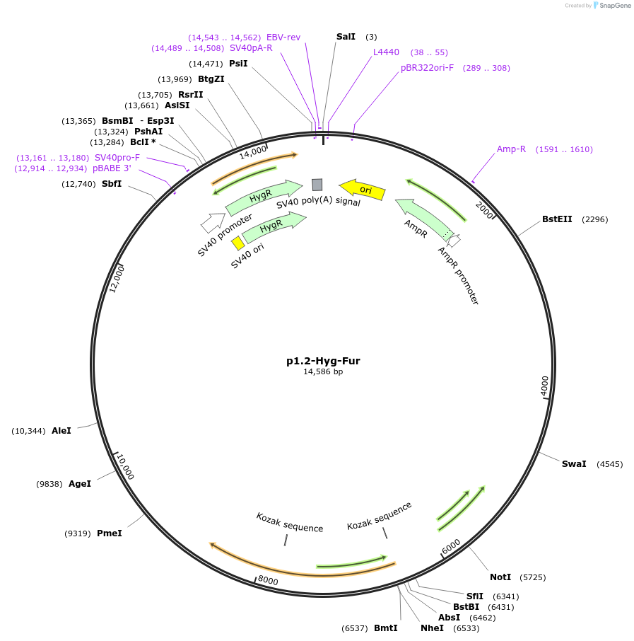 162774-plasmid-map-sequence-id-338339