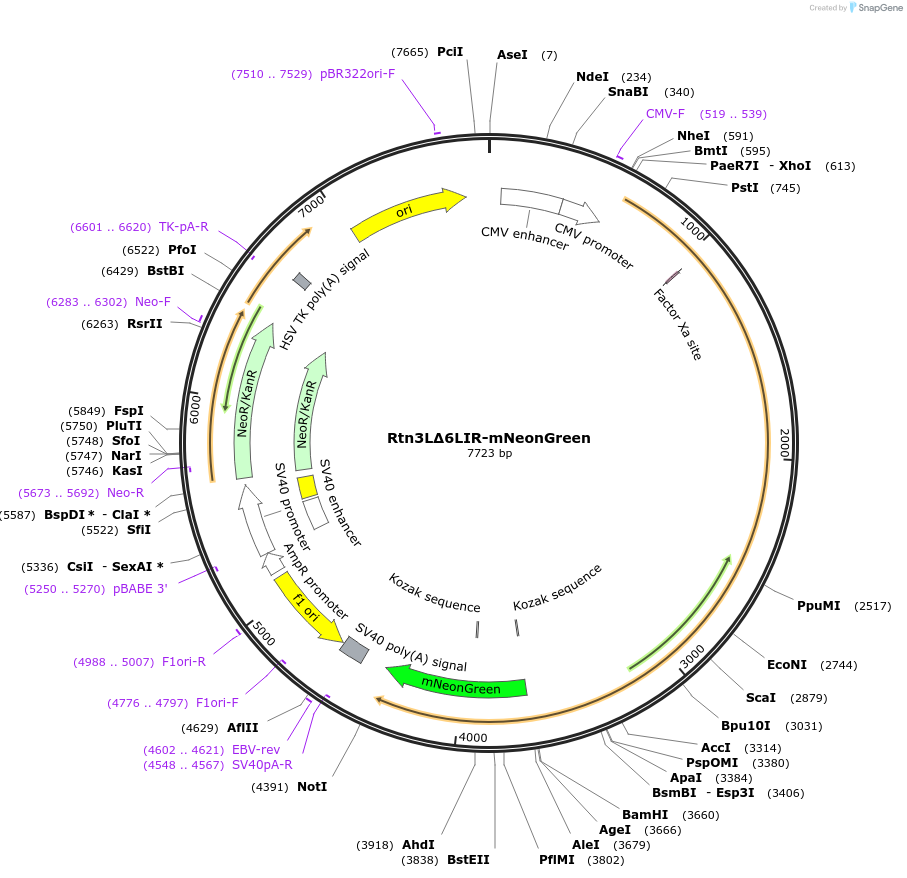 169036-plasmid-map-sequence-id-338353