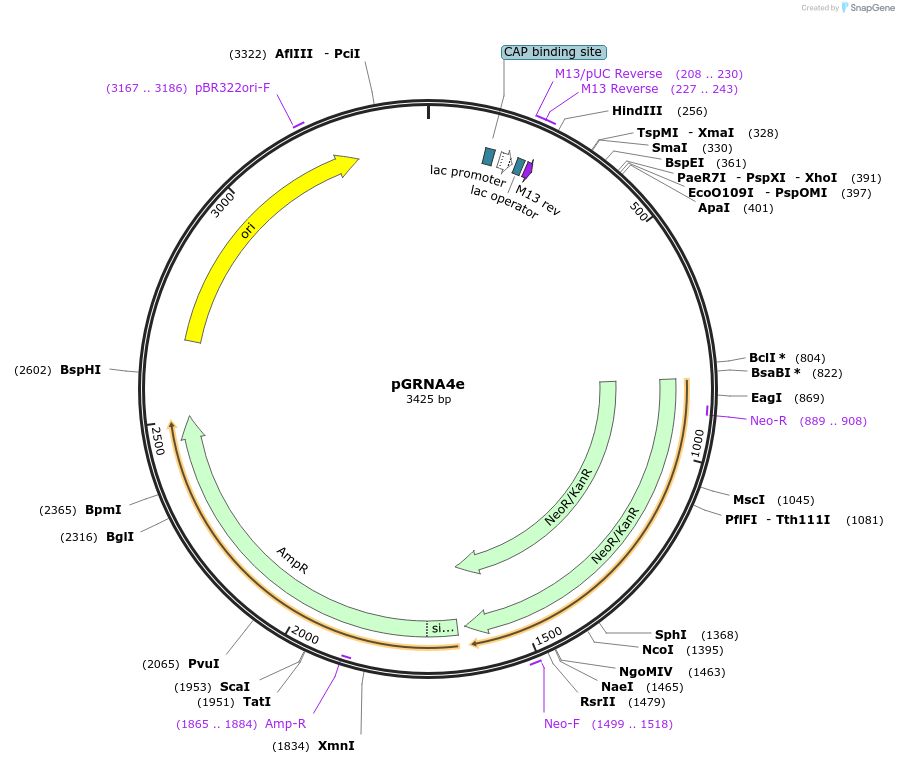 169784-plasmid-map-sequence-id-338356