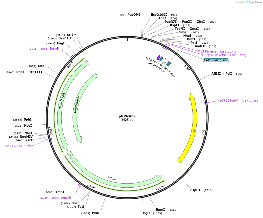 169786-plasmid-map-sequence-id-338358