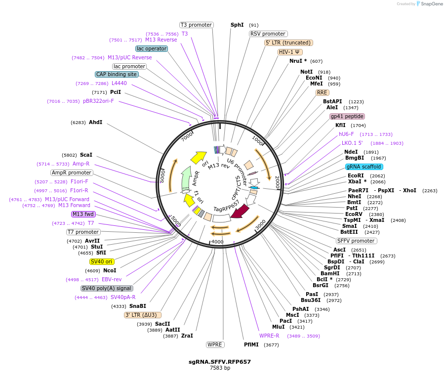 169939-plasmid-map-sequence-id-338364