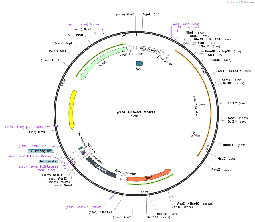 171177-plasmid-map-sequence-id-338367