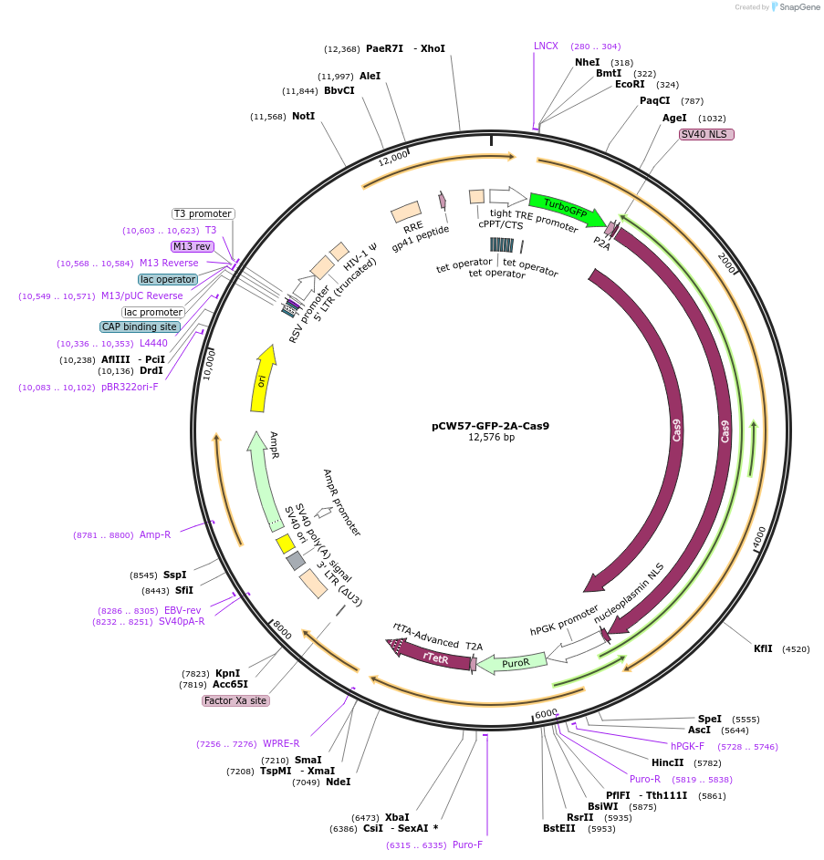 170805-plasmid-map-sequence-id-338370