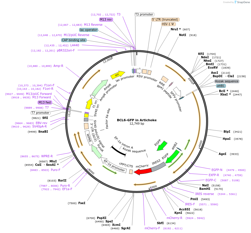169931-plasmid-map-sequence-id-338372