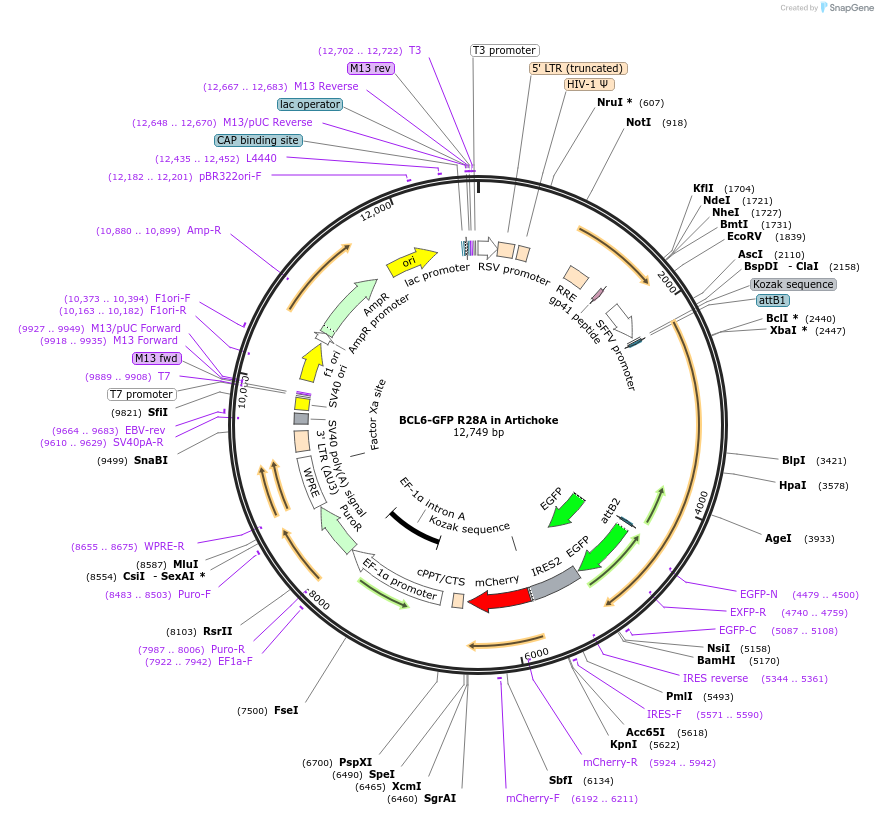 169933-plasmid-map-sequence-id-338373