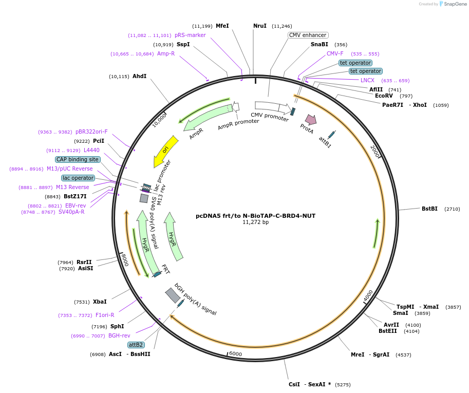 171630-plasmid-map-sequence-id-338377