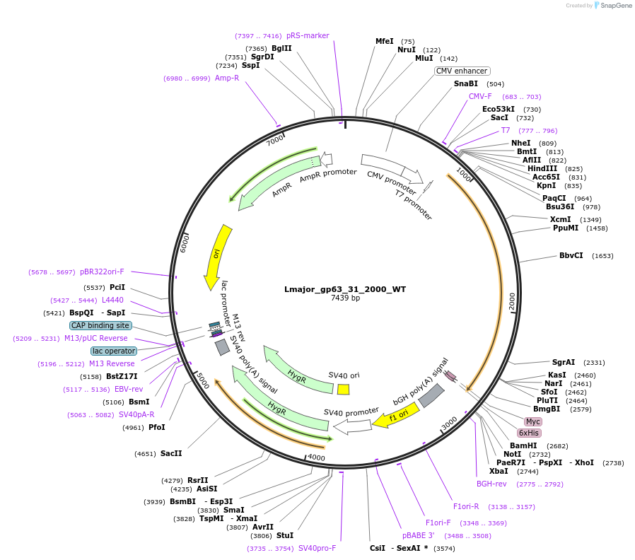 171643-plasmid-map-sequence-id-338379