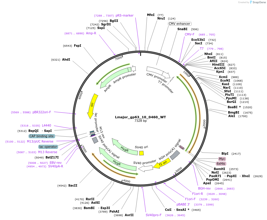171640-plasmid-map-sequence-id-338382
