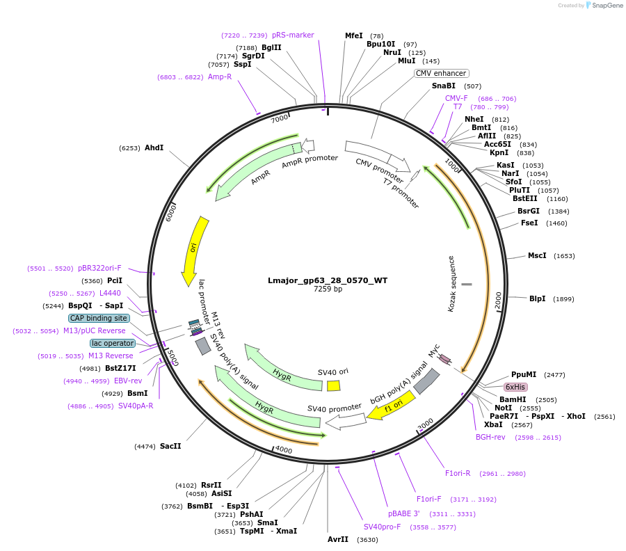 171642-plasmid-map-sequence-id-338383