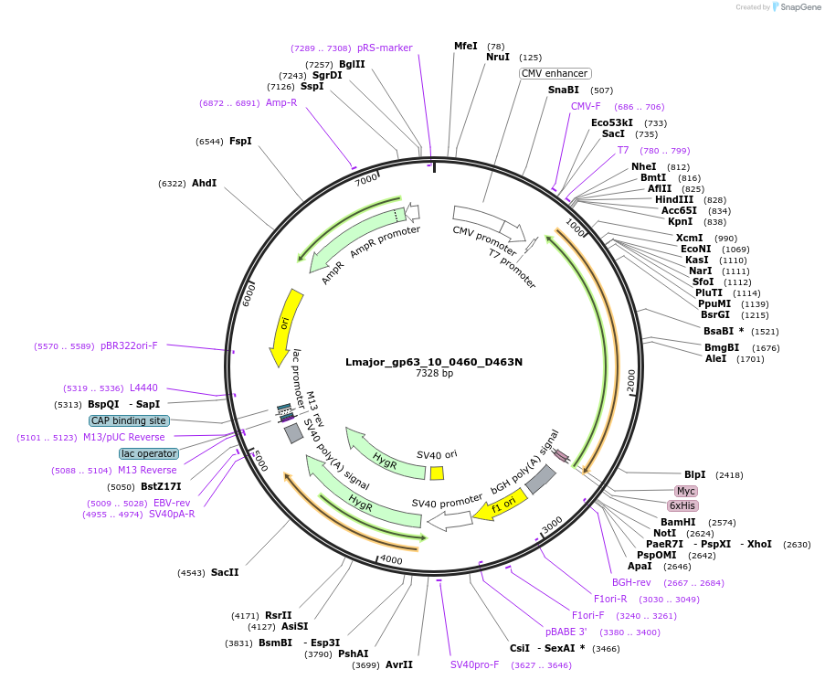 171644-plasmid-map-sequence-id-338384