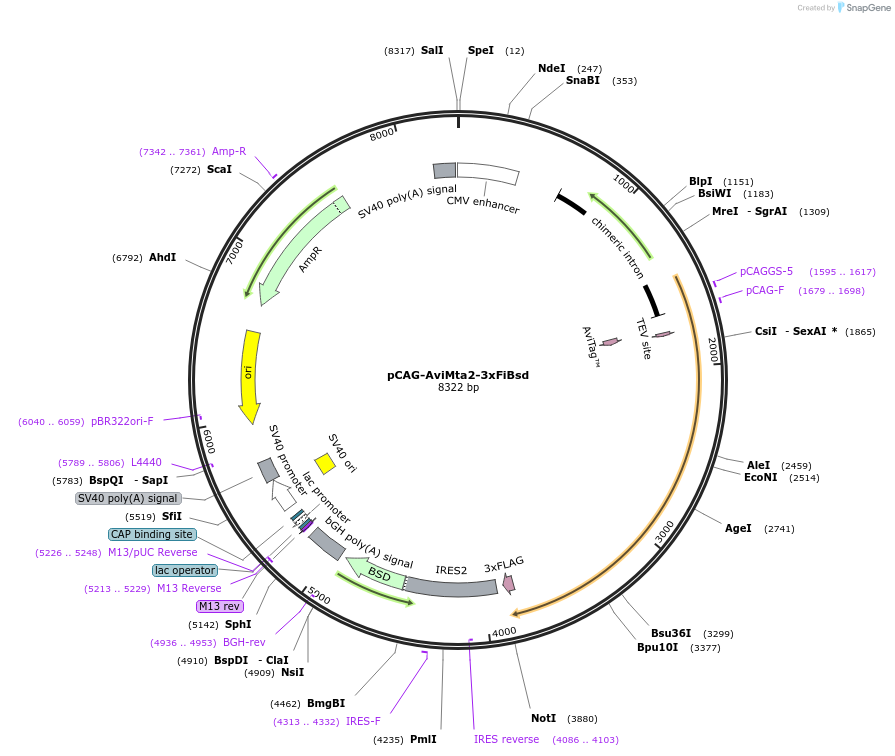 140964-plasmid-map-sequence-id-338401