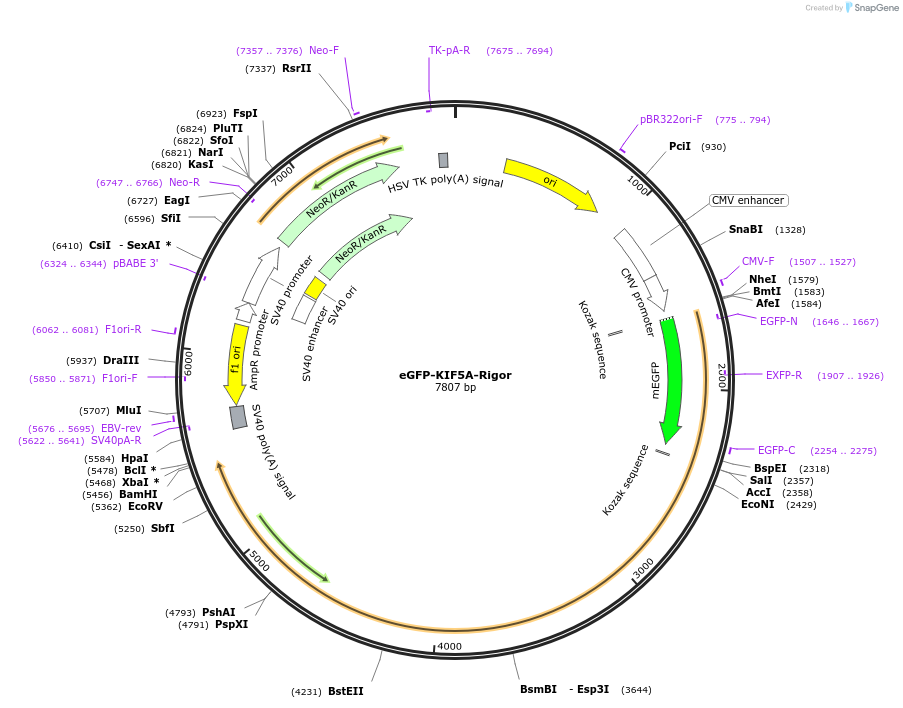 172202-plasmid-map-sequence-id-338410
