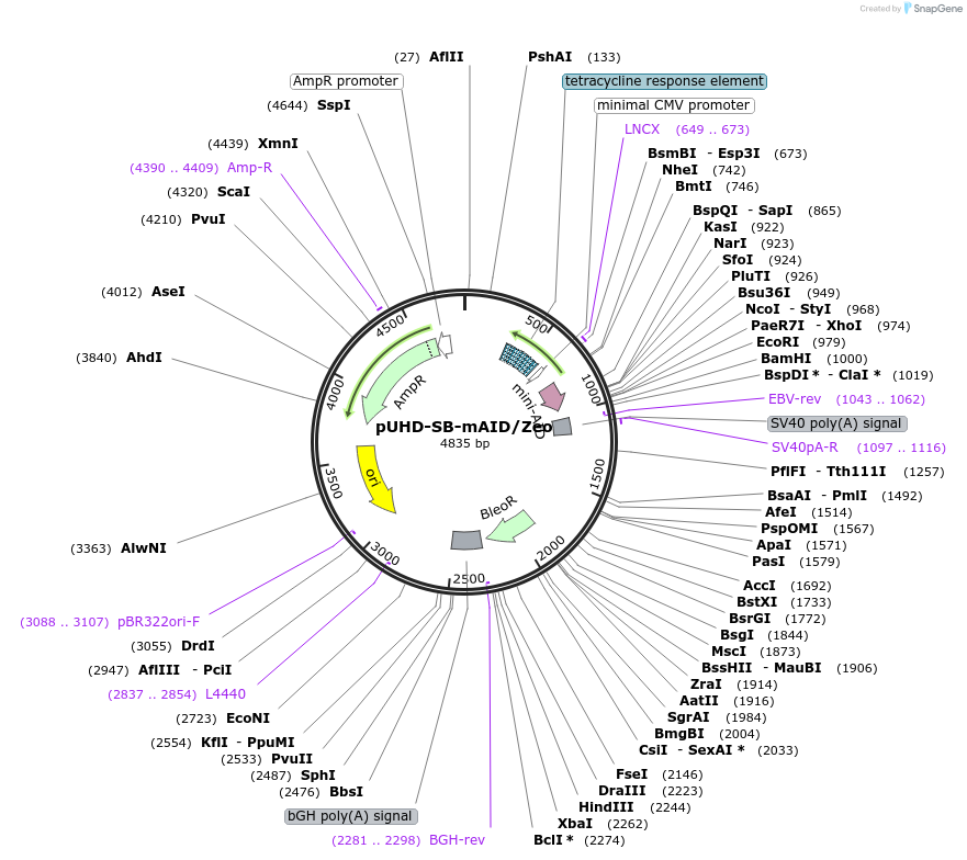 171681-plasmid-map-sequence-id-338411