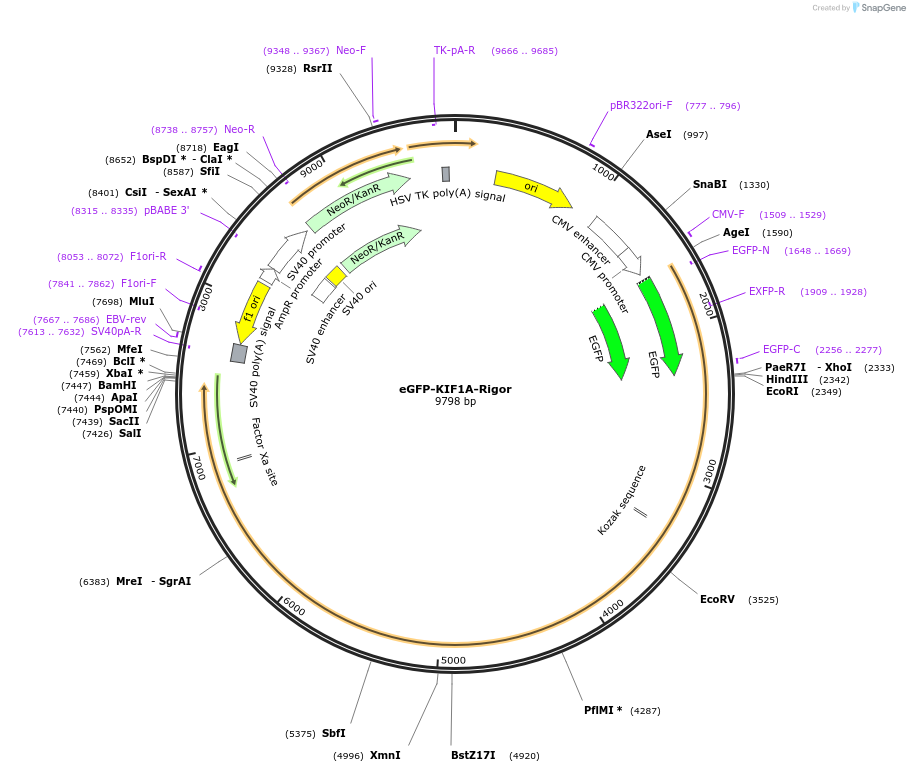 172207-plasmid-map-sequence-id-338412