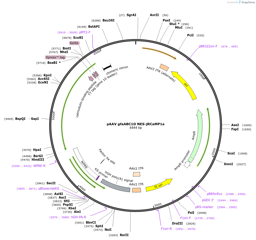 171120-plasmid-map-sequence-id-338414