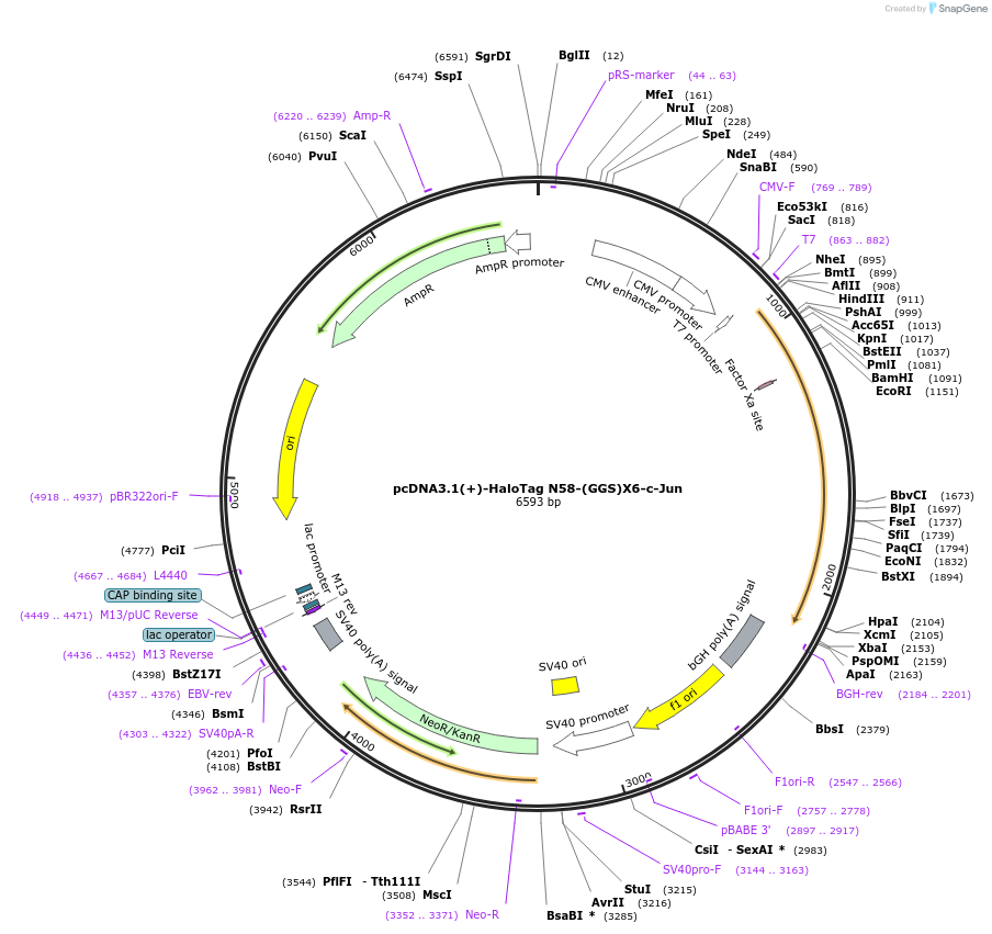 171438-plasmid-map-sequence-id-338423