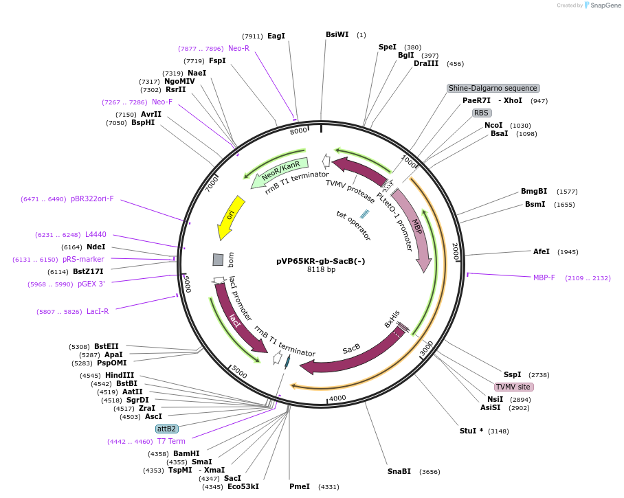 171646-plasmid-map-sequence-id-338426