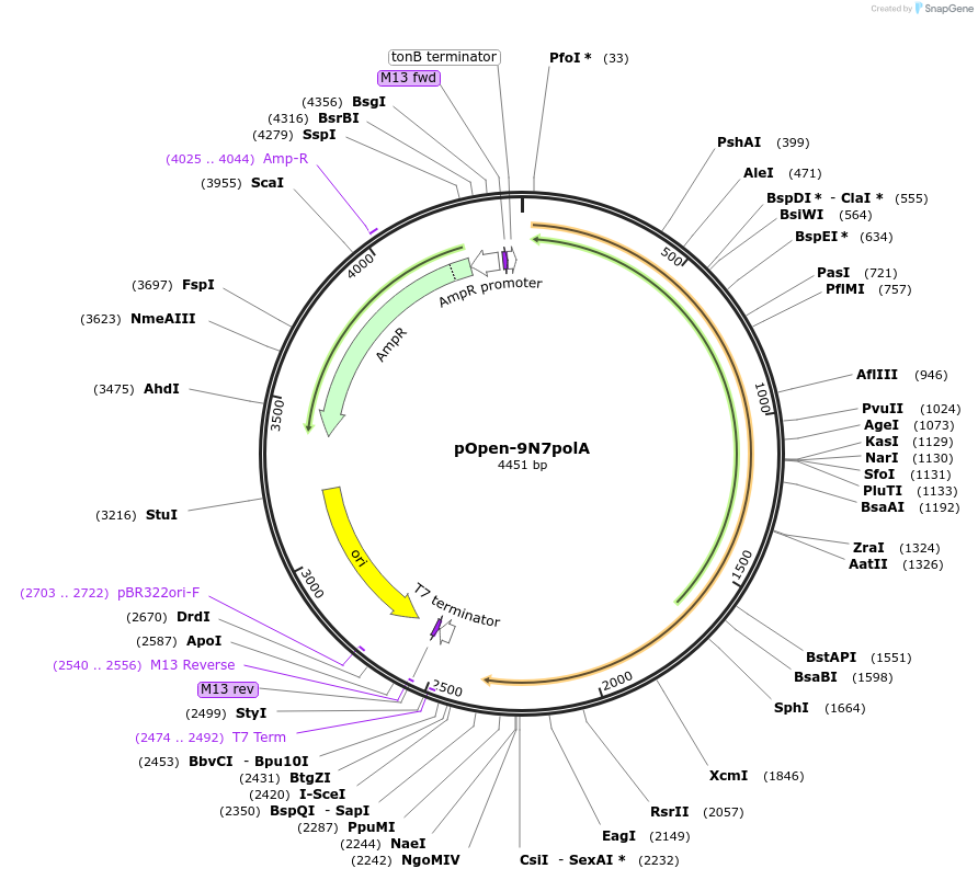 165500-plasmid-map-sequence-id-338428