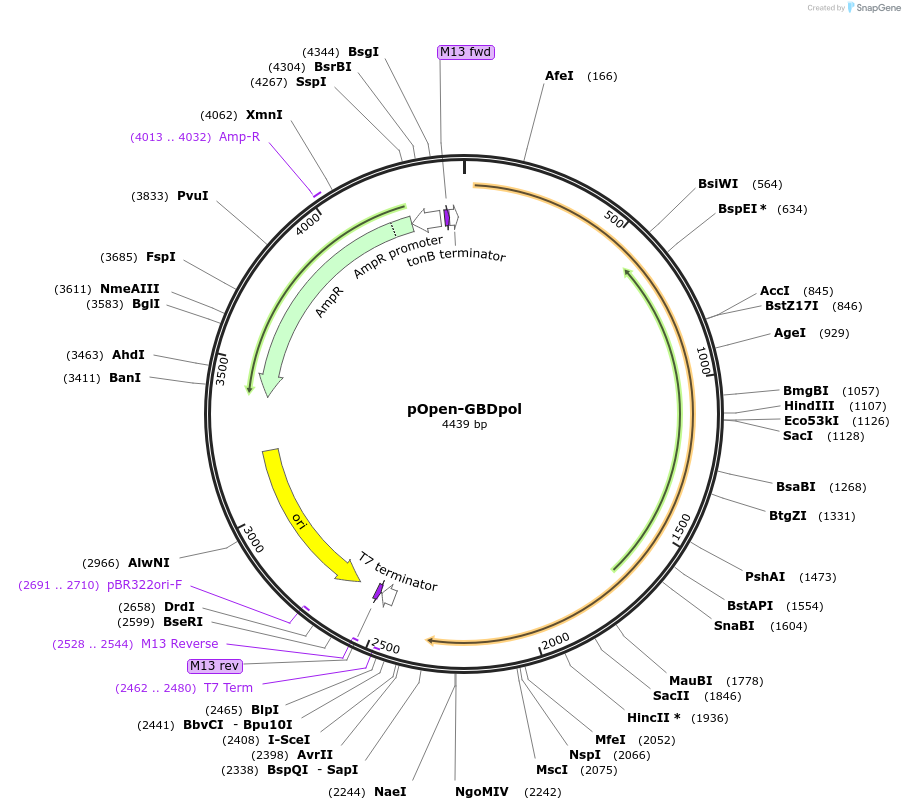 165501-plasmid-map-sequence-id-338429