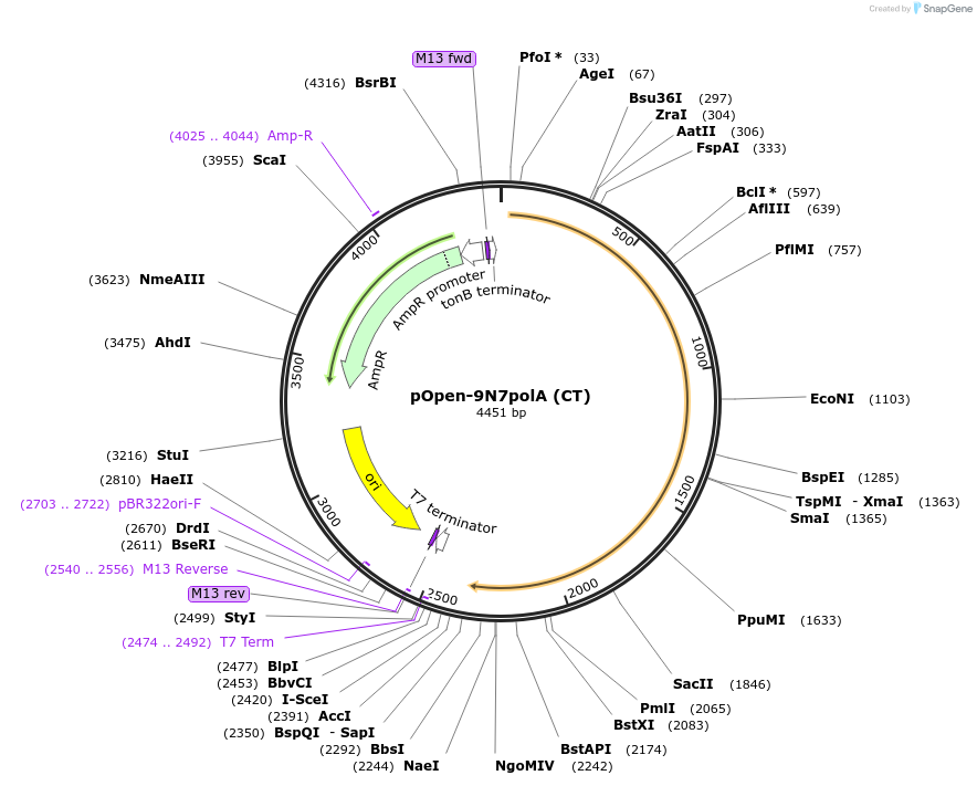 165502-plasmid-map-sequence-id-338438