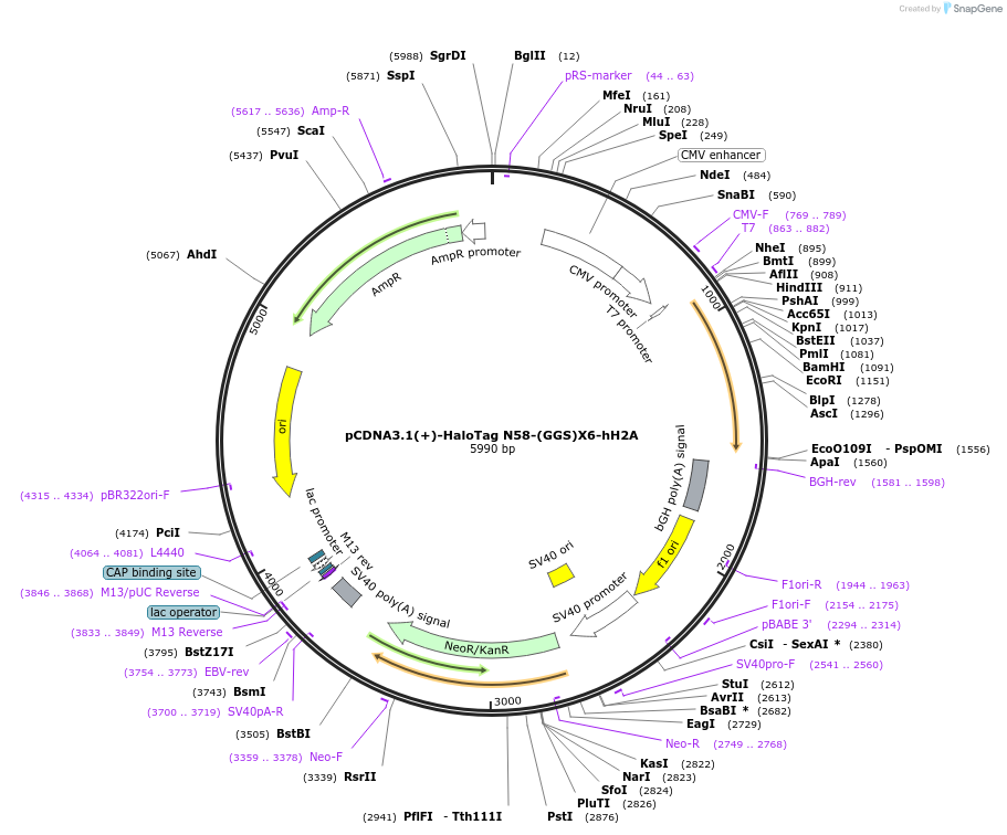 171785-plasmid-map-sequence-id-338443