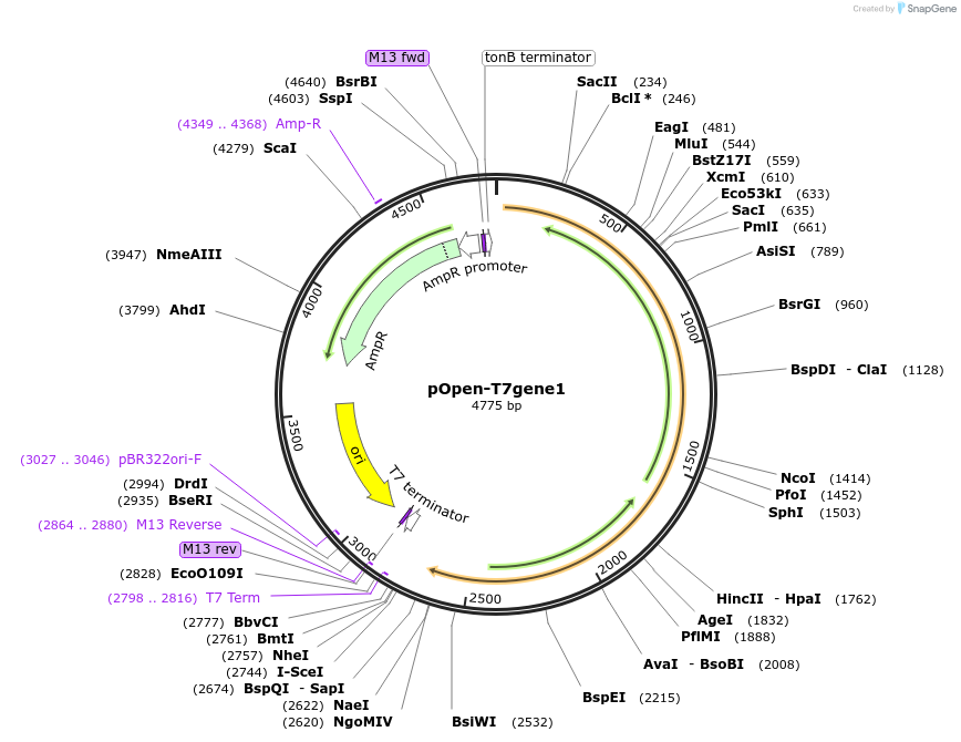 165505-plasmid-map-sequence-id-338461