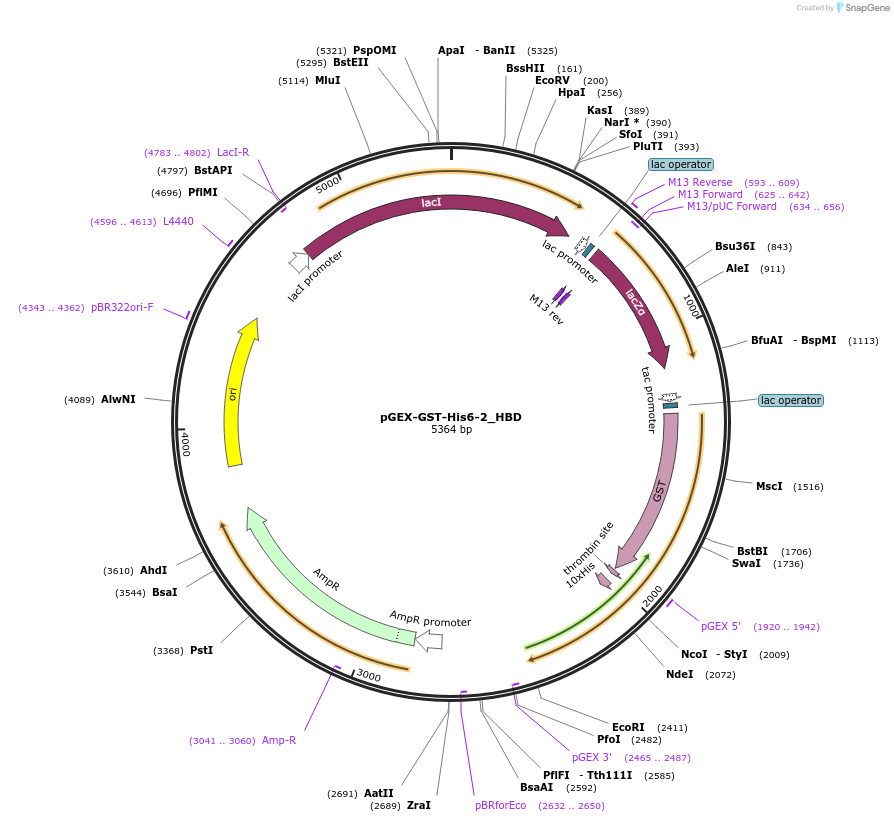 171870-plasmid-map-sequence-id-338468