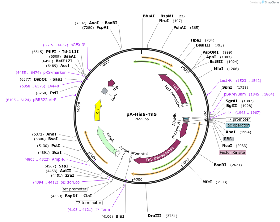 171871-plasmid-map-sequence-id-338473