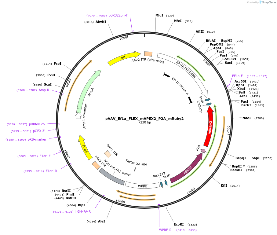 171938-plasmid-map-sequence-id-338493