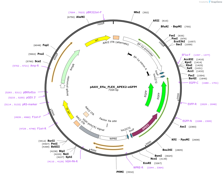 171939-plasmid-map-sequence-id-338504