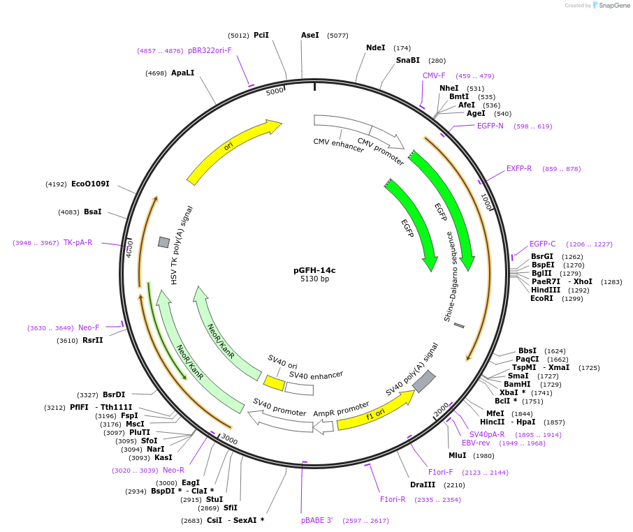 39541-plasmid-map-sequence-id-338513