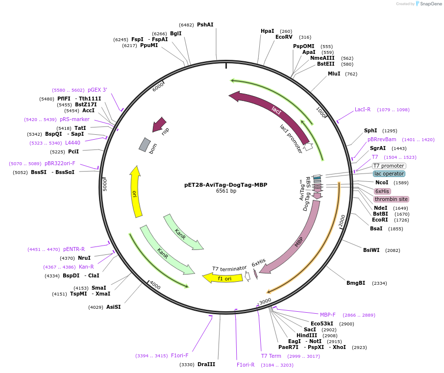 171773-plasmid-map-sequence-id-338517
