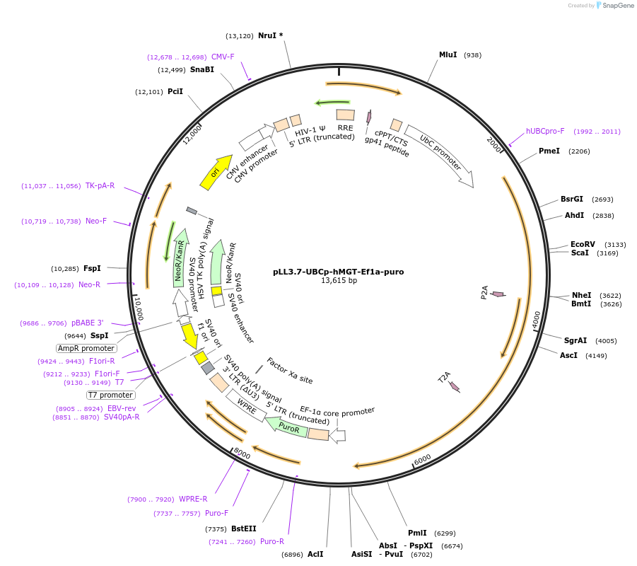 172396-plasmid-map-sequence-id-338522