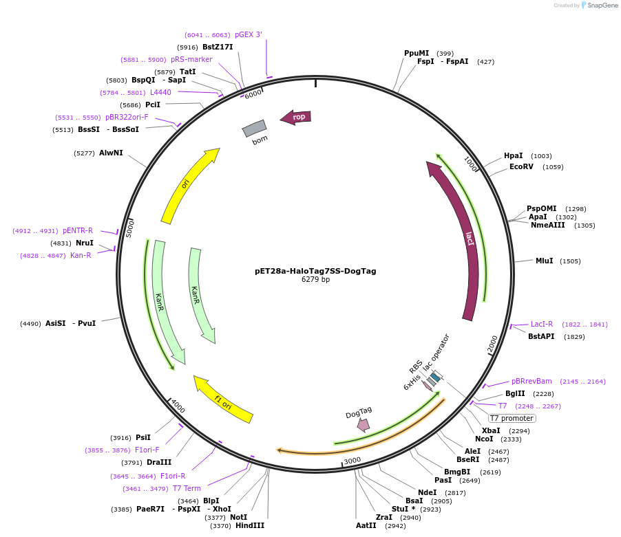 171775-plasmid-map-sequence-id-338524