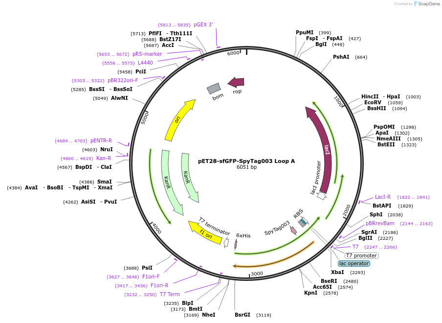 171776-plasmid-map-sequence-id-338538