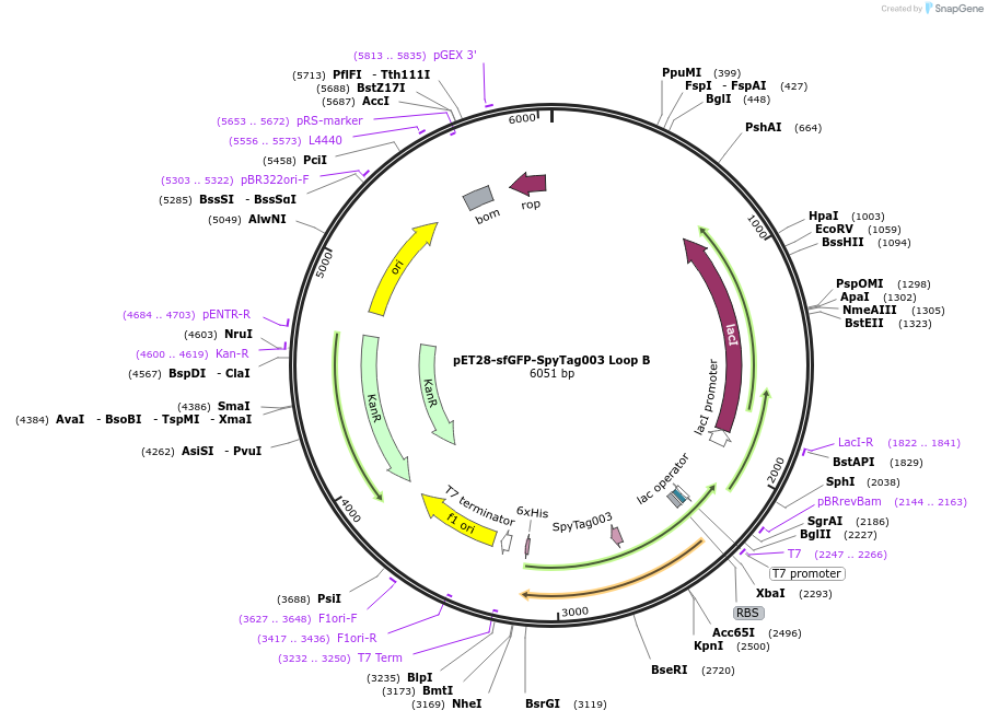 171777-plasmid-map-sequence-id-338544