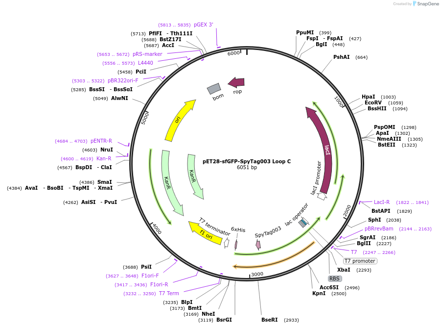 171778-plasmid-map-sequence-id-338548
