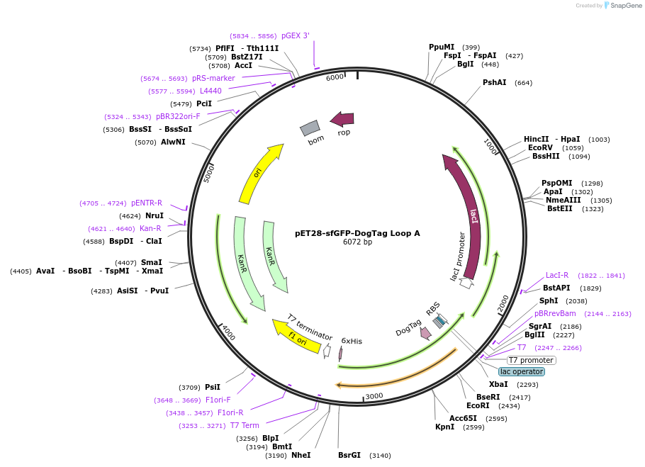 171779-plasmid-map-sequence-id-338549